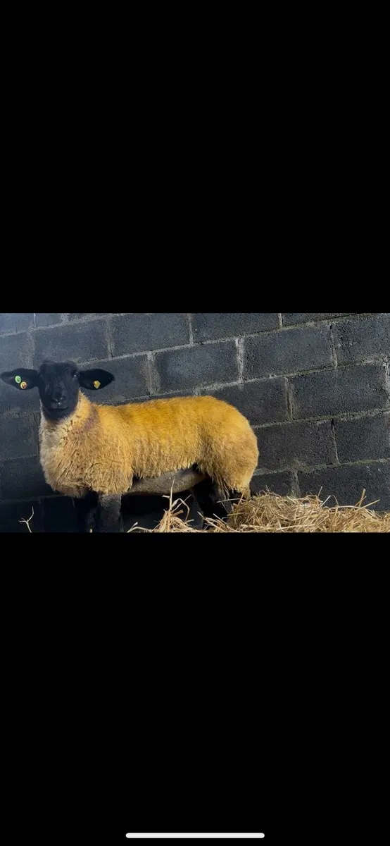 PBR SUFFOLK EWE LAMBS - NOT MUCH TIME LEFT - Image 1