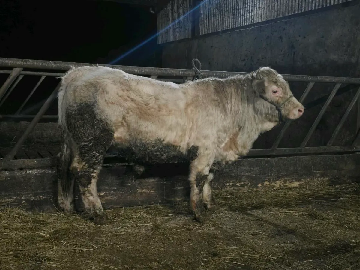 PB Charolais Bull 5 st☆r - Image 1