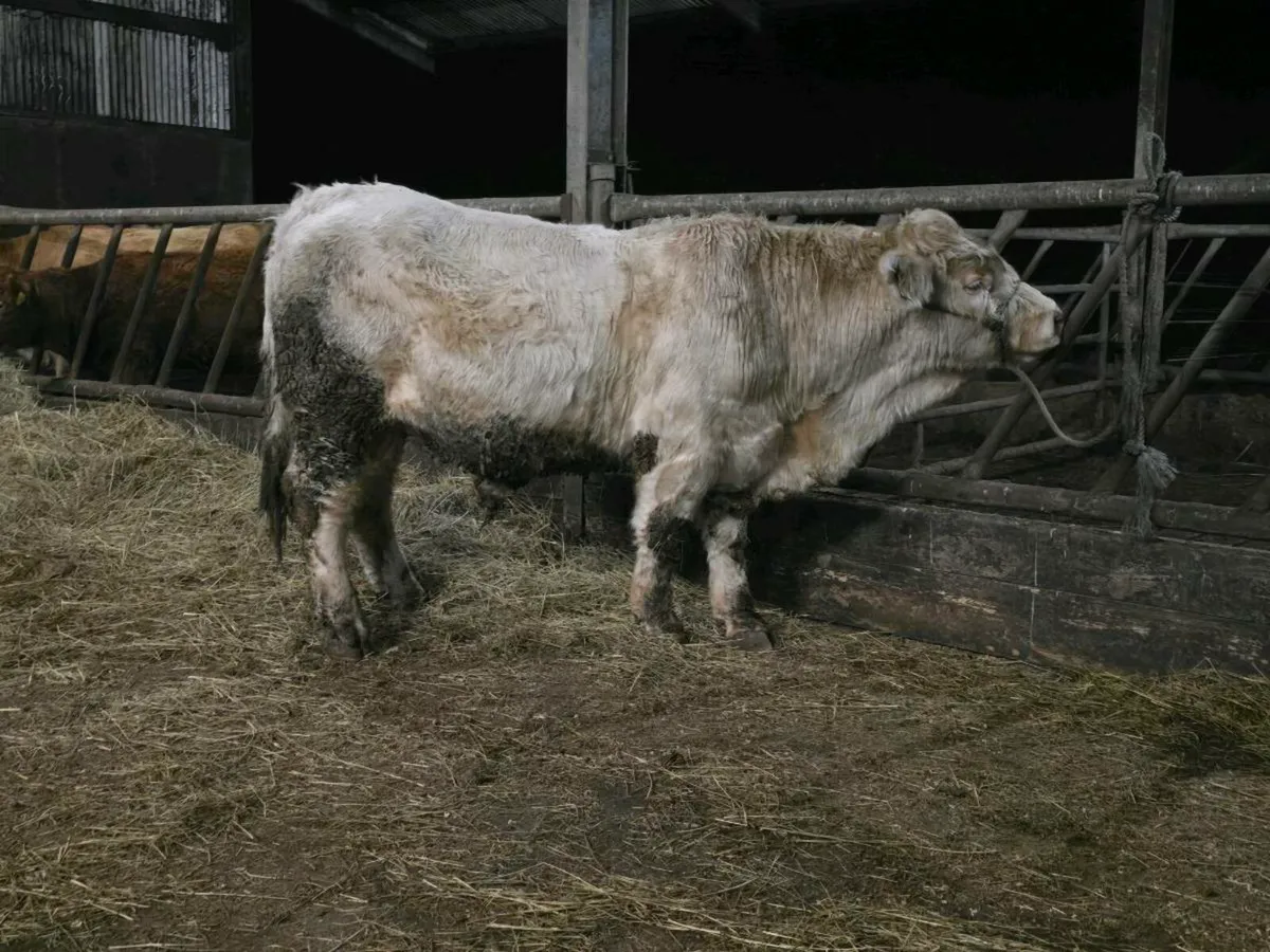 PB Charolais Bull 5 st☆r - Image 2