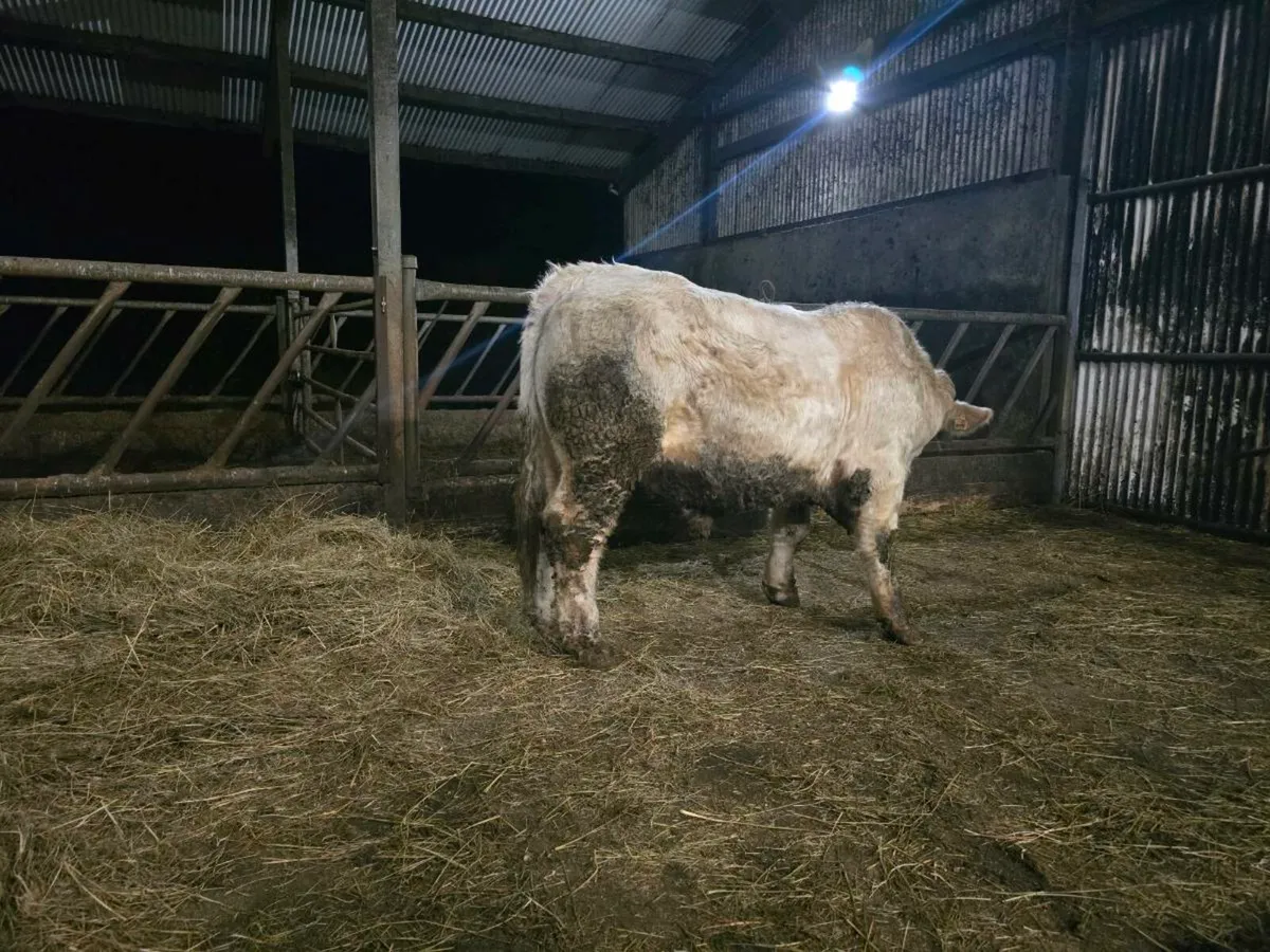 PB Charolais Bull 5 st☆r - Image 3