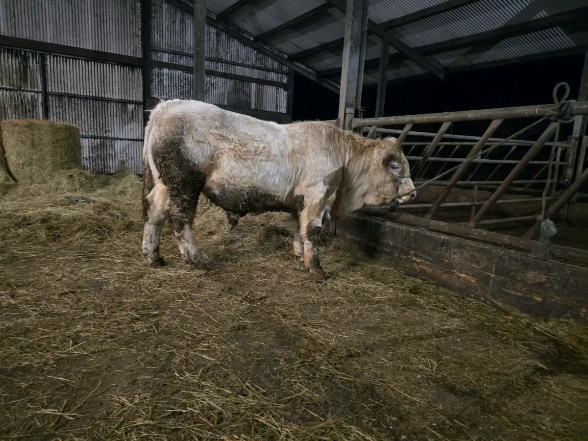 PB Charolais Bull 5 st☆r - Image 4