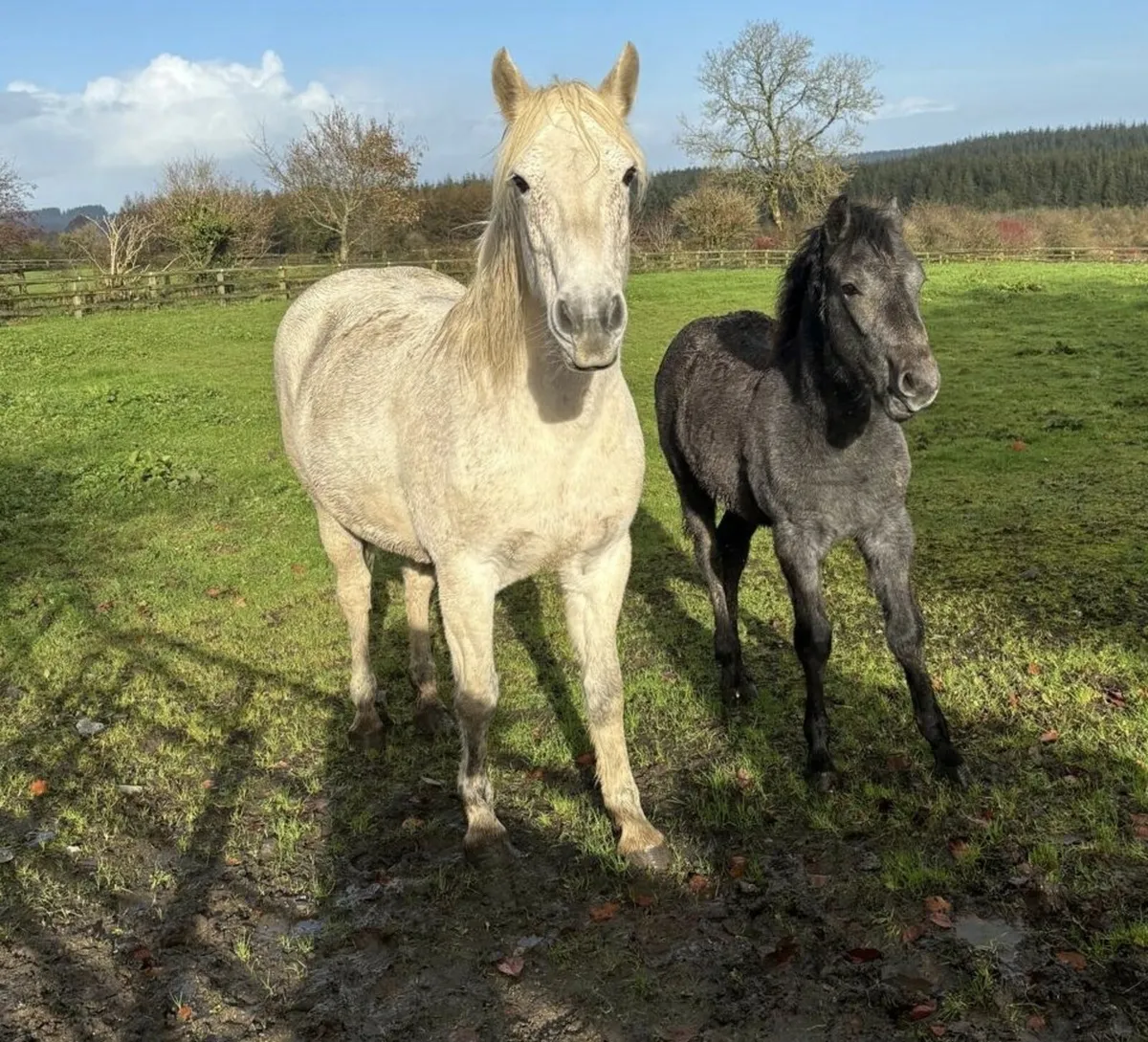 Connemara Pony Filly Foal - Image 3