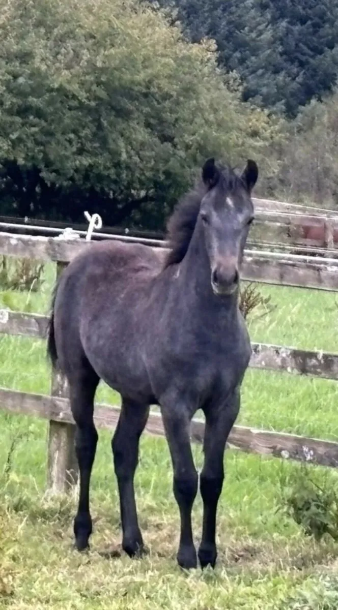 Connemara Pony Filly Foal - Image 2