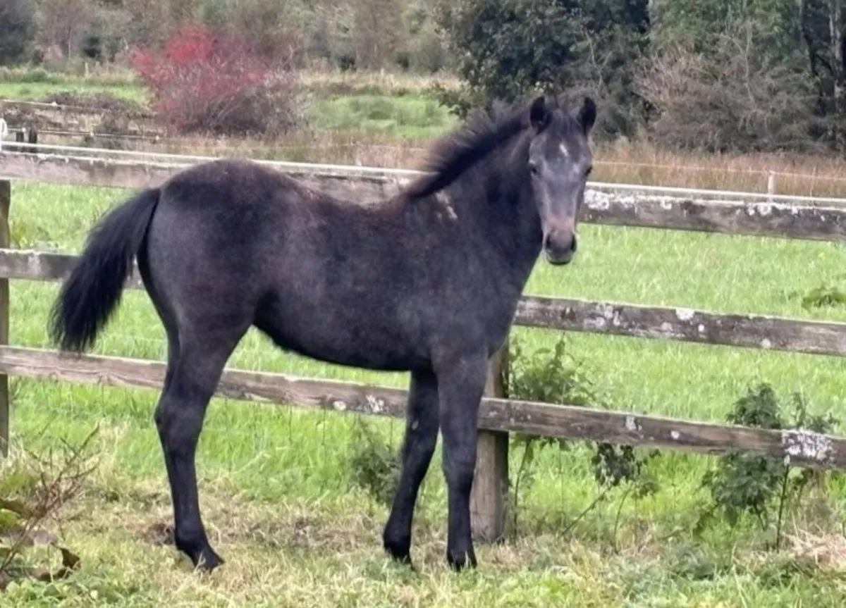 Connemara Pony Filly Foal - Image 1
