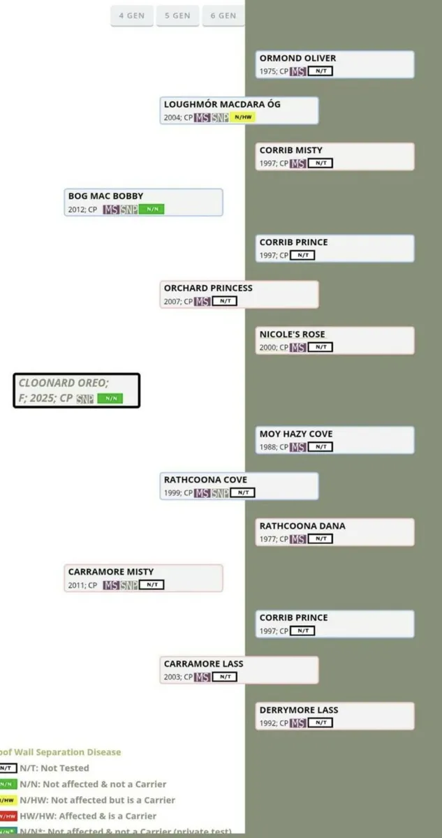 Connemara Pony Filly Foal - Image 4