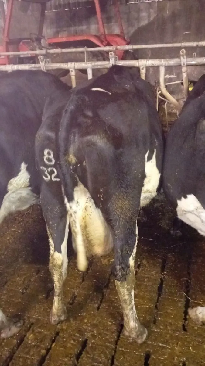 Dairy cows for sale (kenmare mart 6th nov) - Image 2
