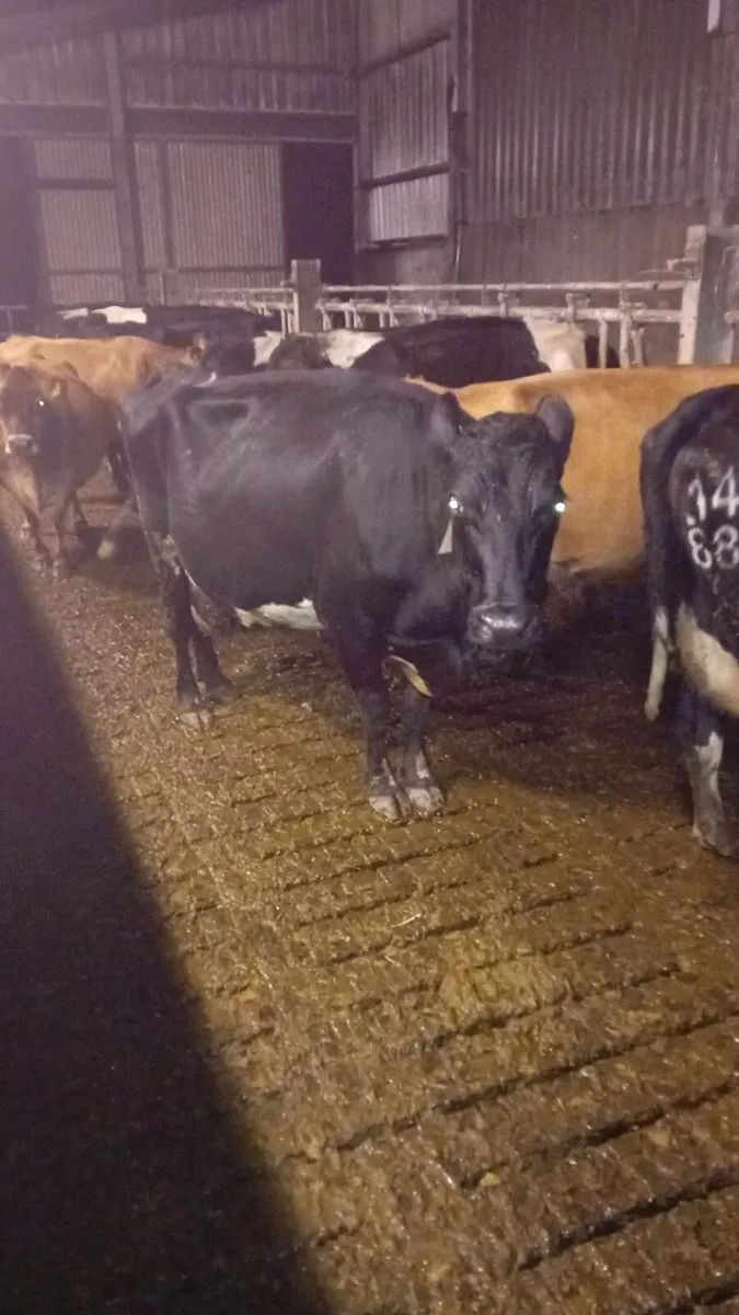 Dairy cows for sale (kenmare mart 6th nov) - Image 3
