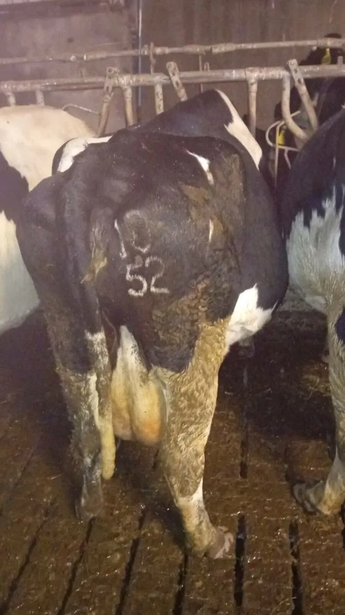 Dairy cows for sale (kenmare mart 6th nov) - Image 4