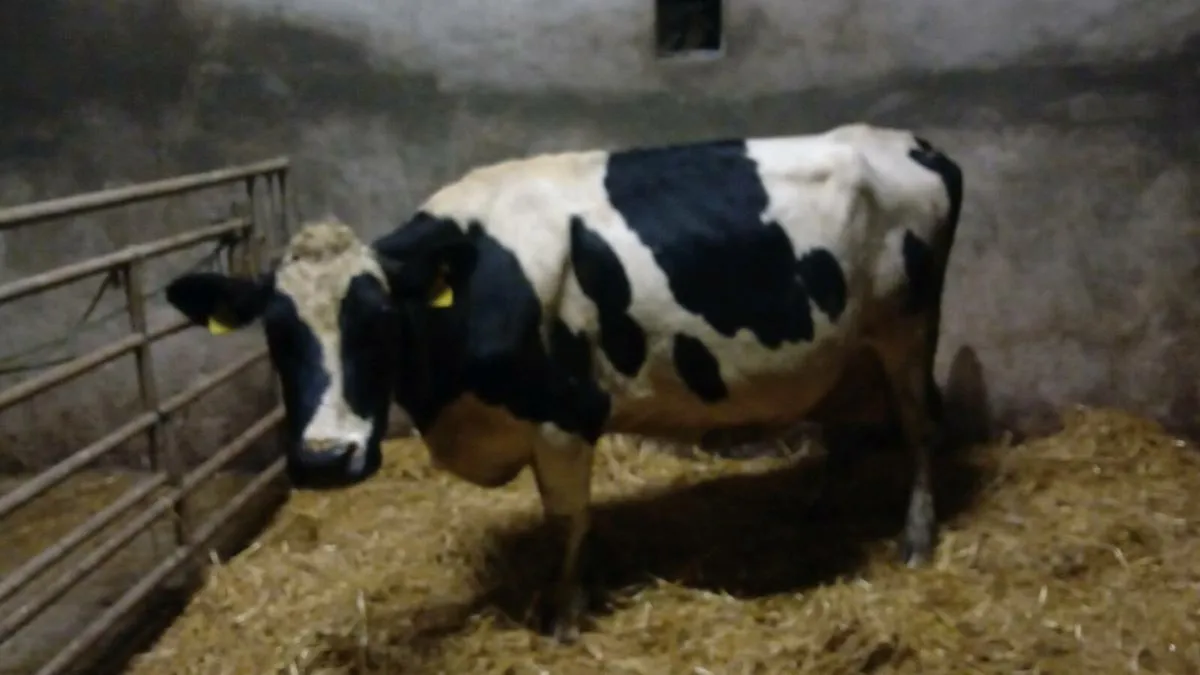 Dairy cows for sale (kenmare mart 6th nov) - Image 1