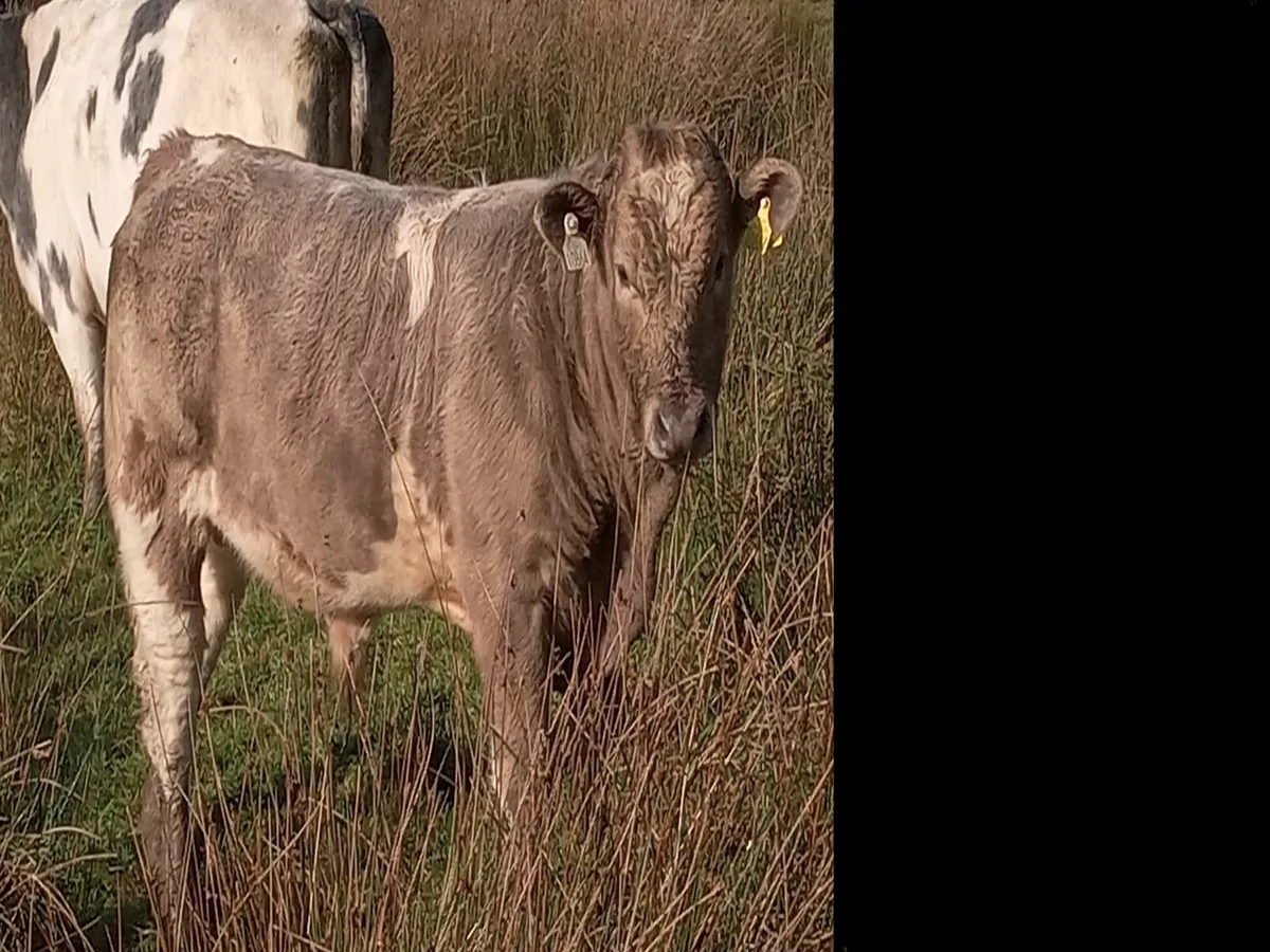 Organic weanling for sale roscrea mart 5 November - Image 3