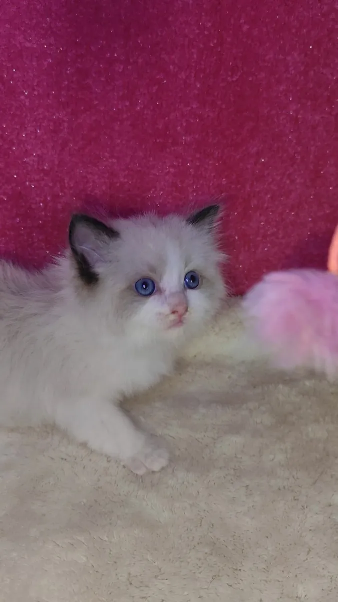 💙 Gorgeous Pedigree Ragdoll Kitten - Last Boy!💙 - Image 2