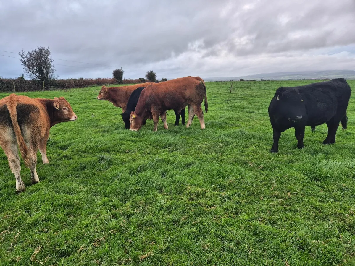 Limousin PBR Bulls - Image 1