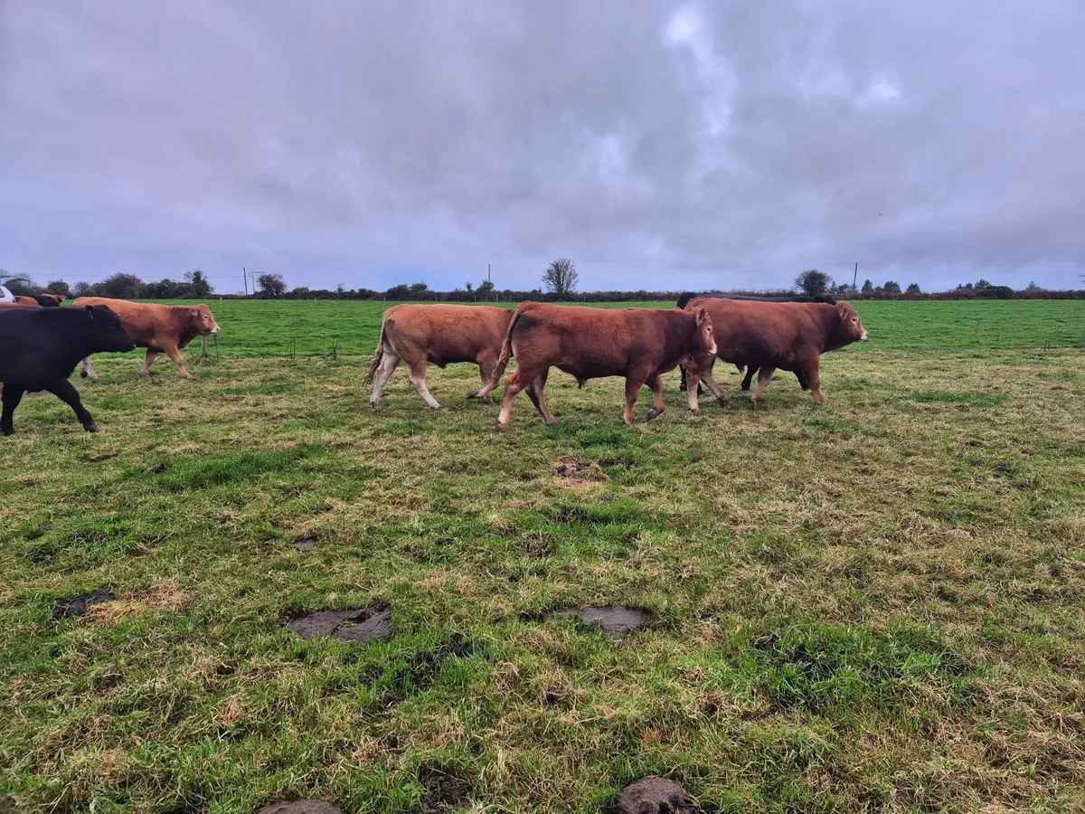 Limousin PBR Bulls - Image 2