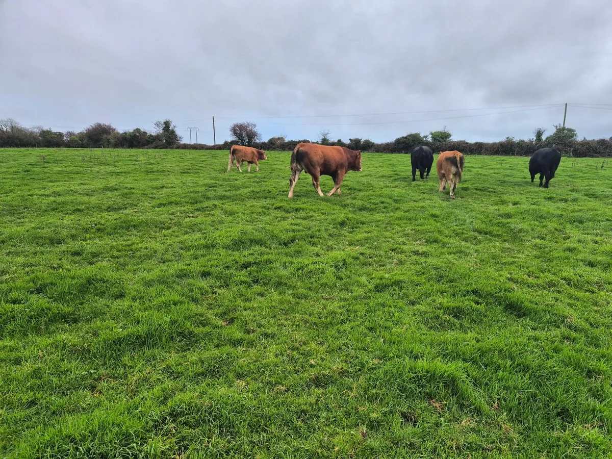 Limousin PBR Bulls - Image 3