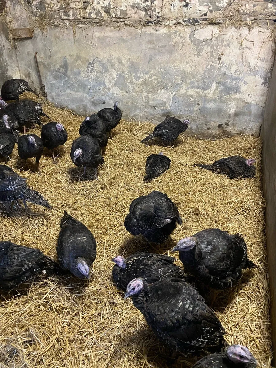 Bronze Christmas Turkeys - Image 2