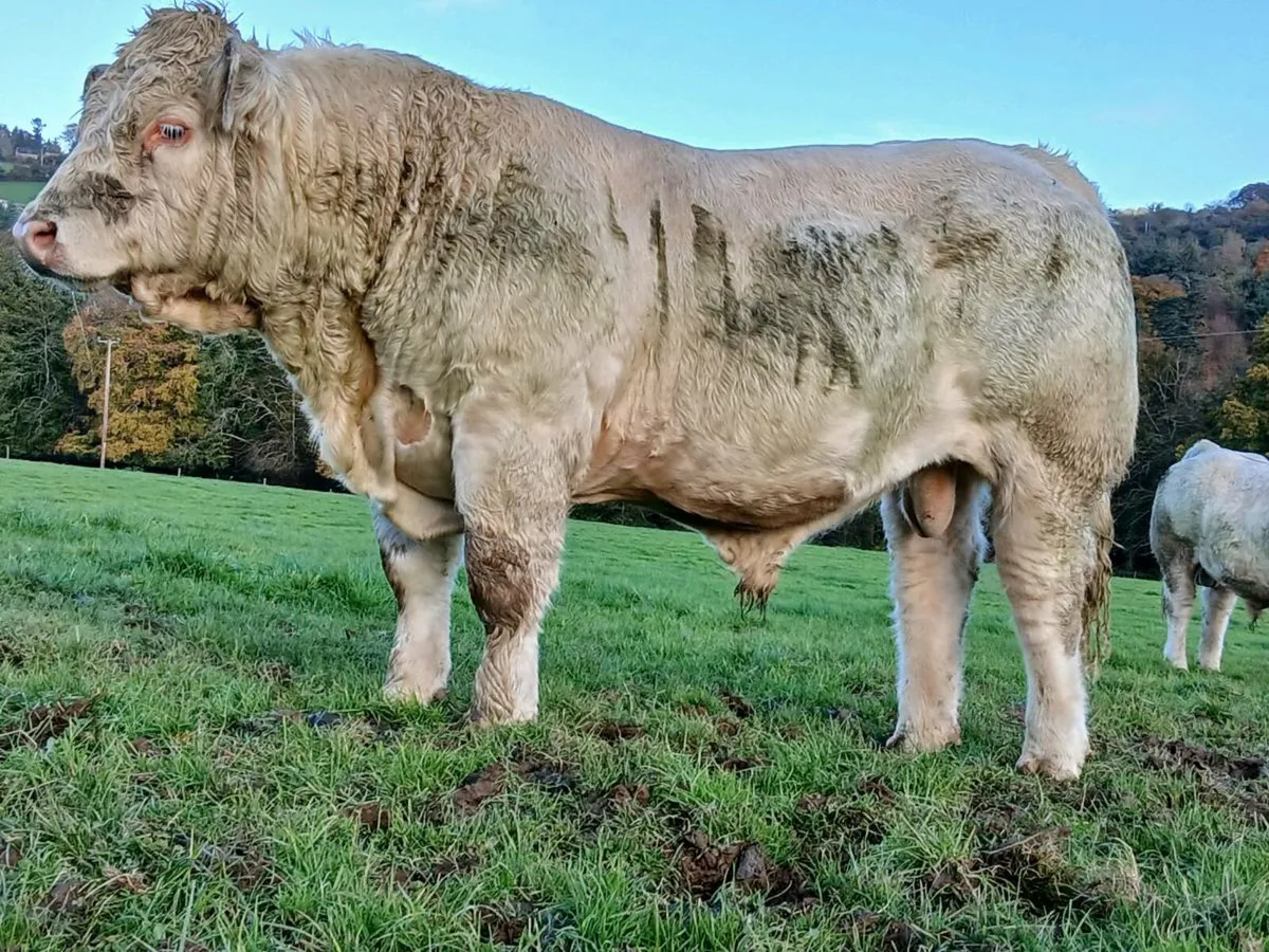 PBR Charolias Bulls - Image 1