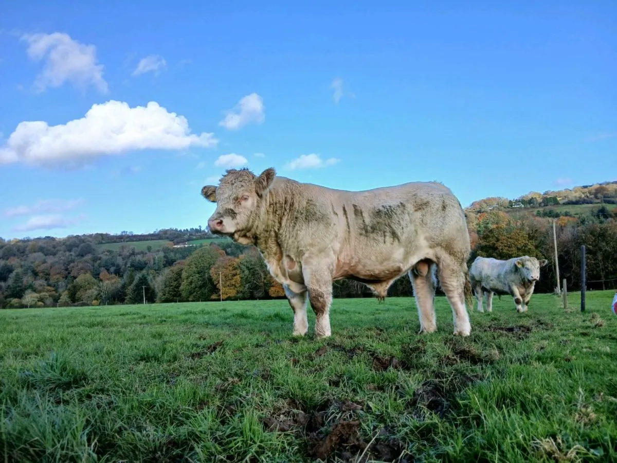 PBR Charolias Bulls - Image 2