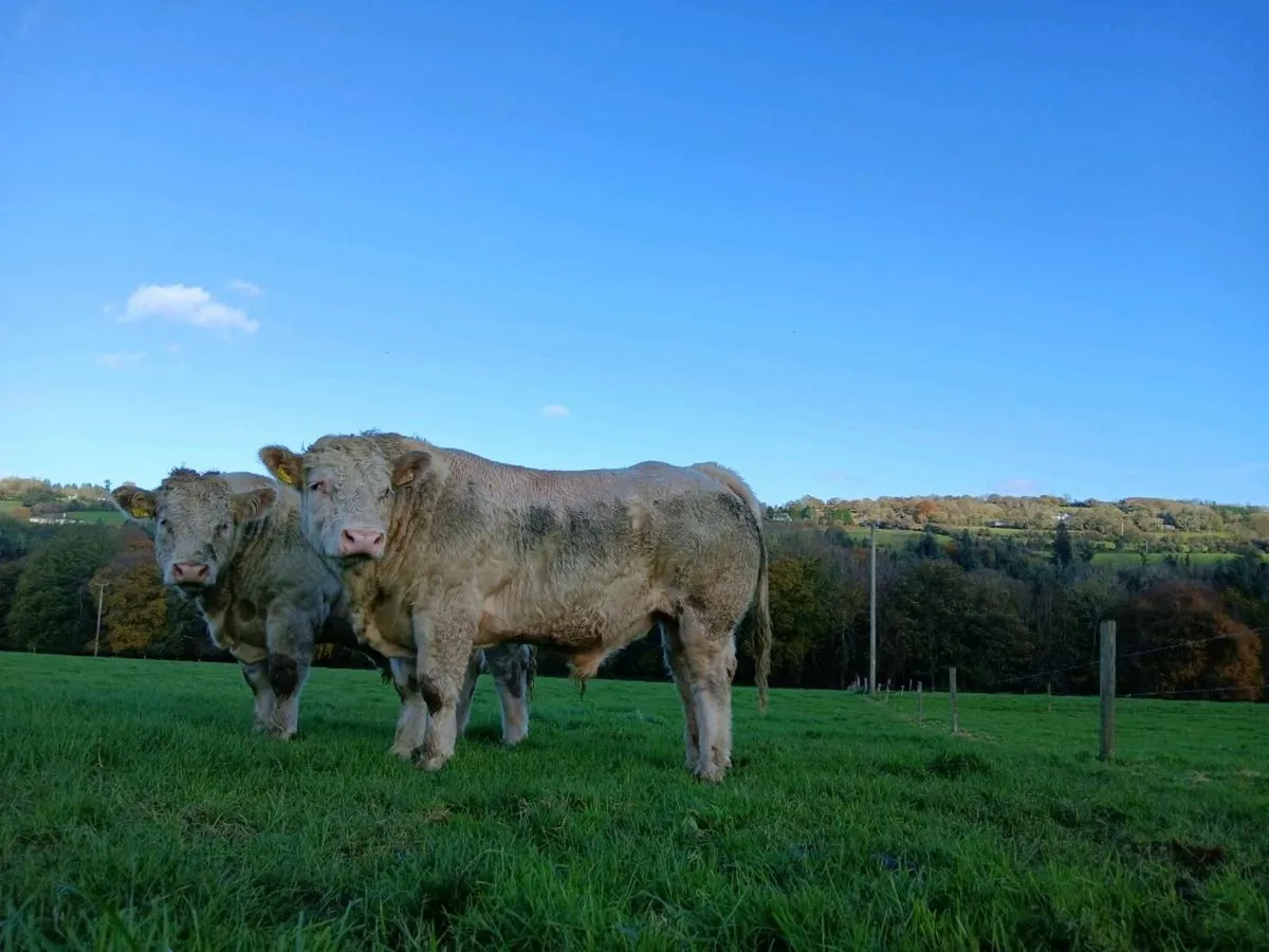 PBR Charolias Bulls - Image 3