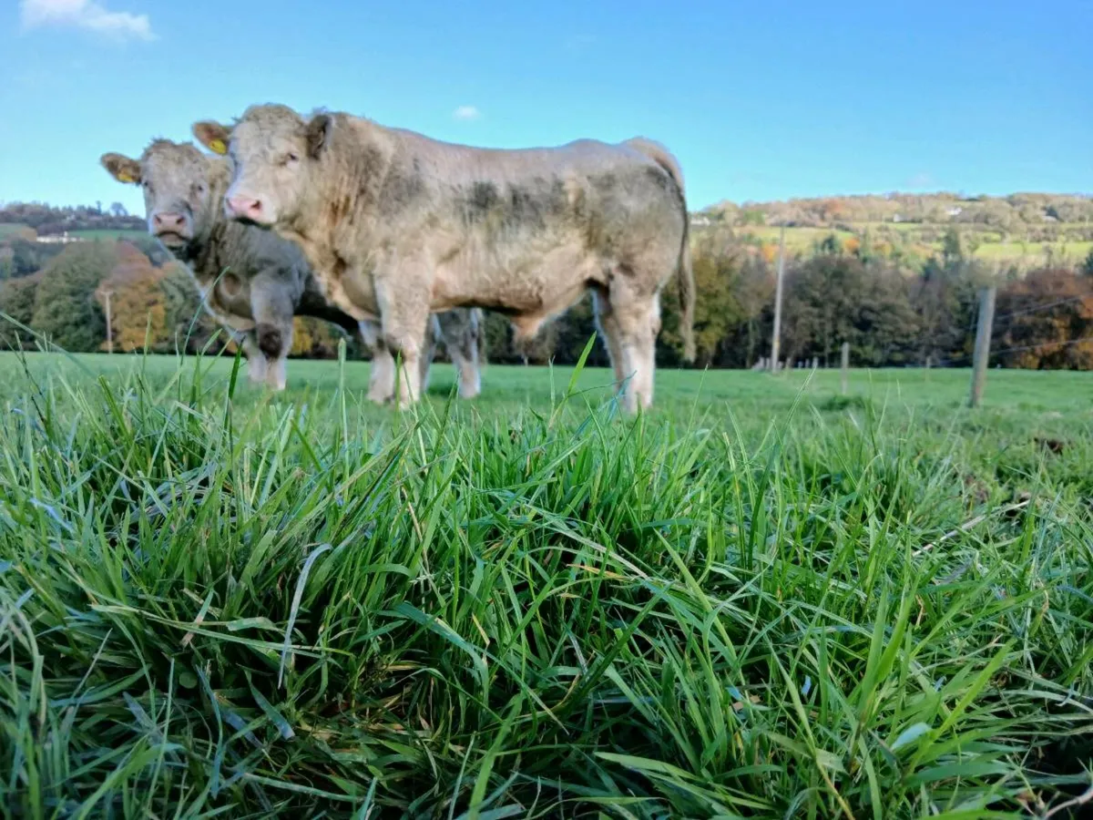 PBR Charolias Bulls - Image 4