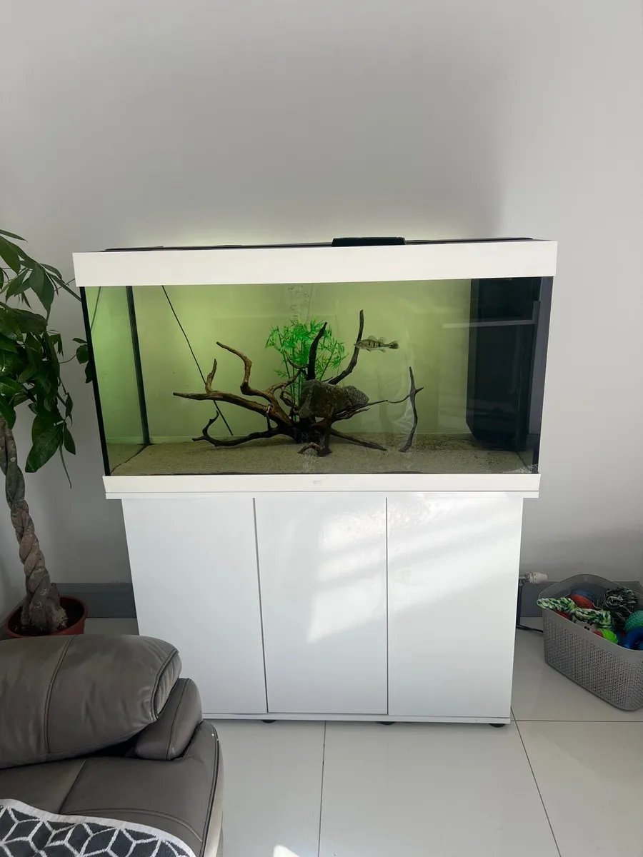 Fish tank, red tail catfish, peacock bass - Image 1