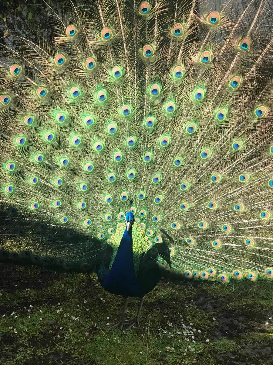 Peacock and peahen - Image 1