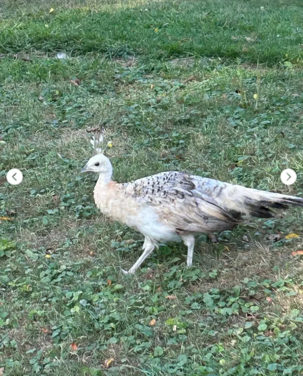 Peacock and peahen - Image 2