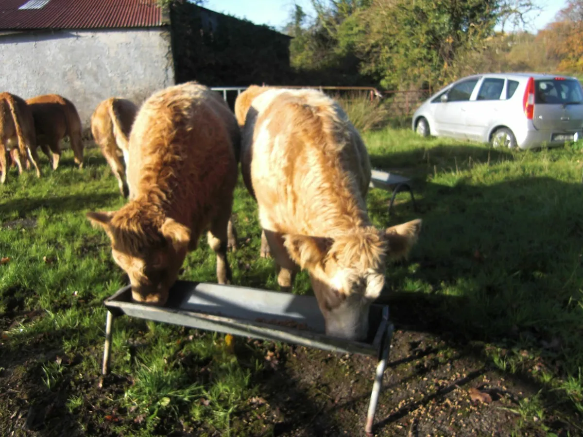 Seven Store Heifers for sale in Granard Mart - Image 1