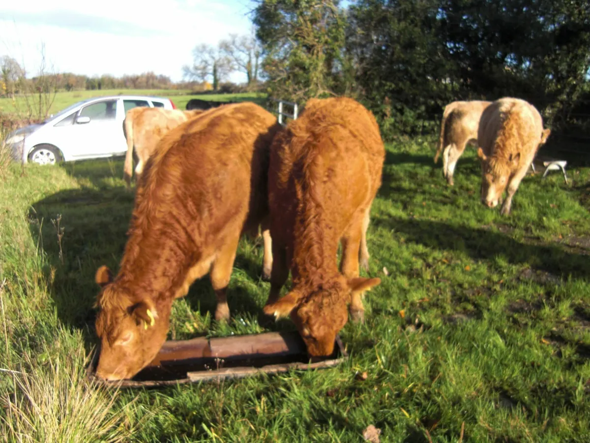 Seven Store Heifers for sale in Granard Mart - Image 2