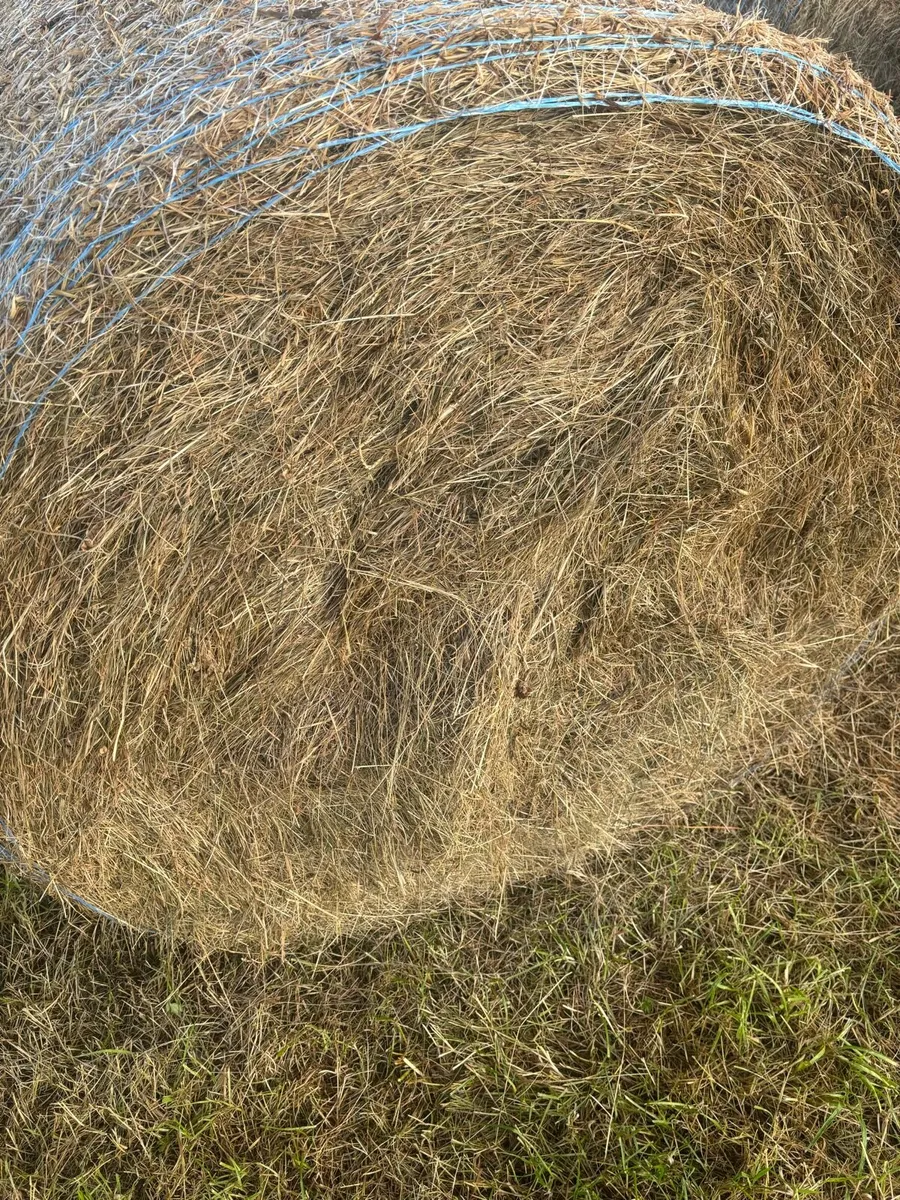 Round Bales of Hay for sale - Image 2
