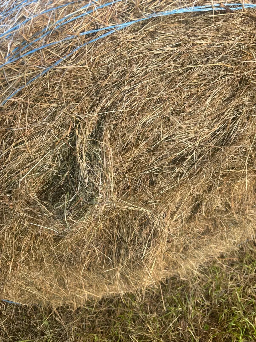 Round Bales of Hay for sale - Image 3