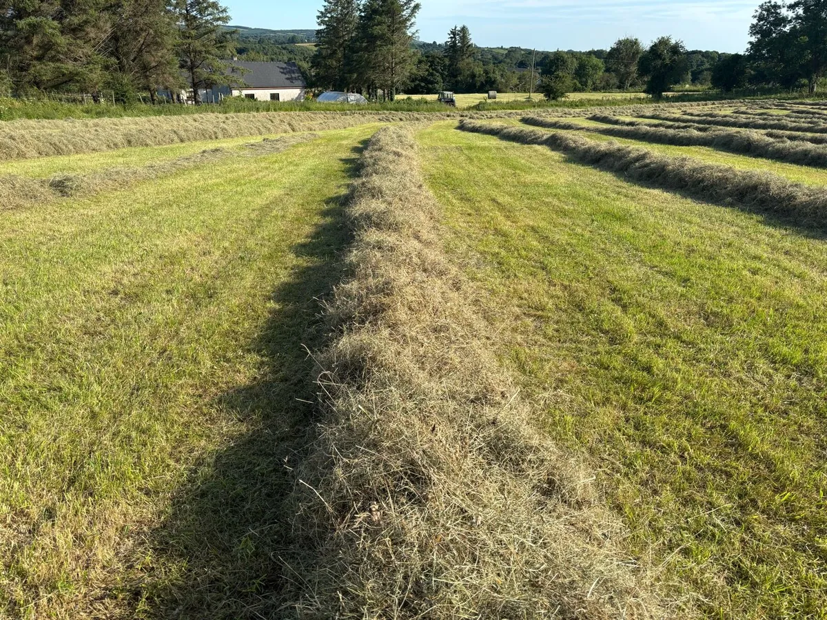 Round Bales of Hay for sale - Image 4