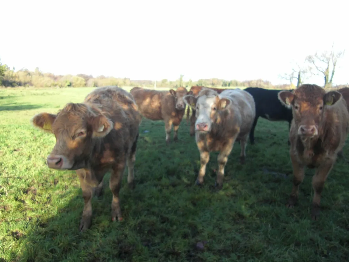 Seven Store Heifers for sale in Granard Mart - Image 3