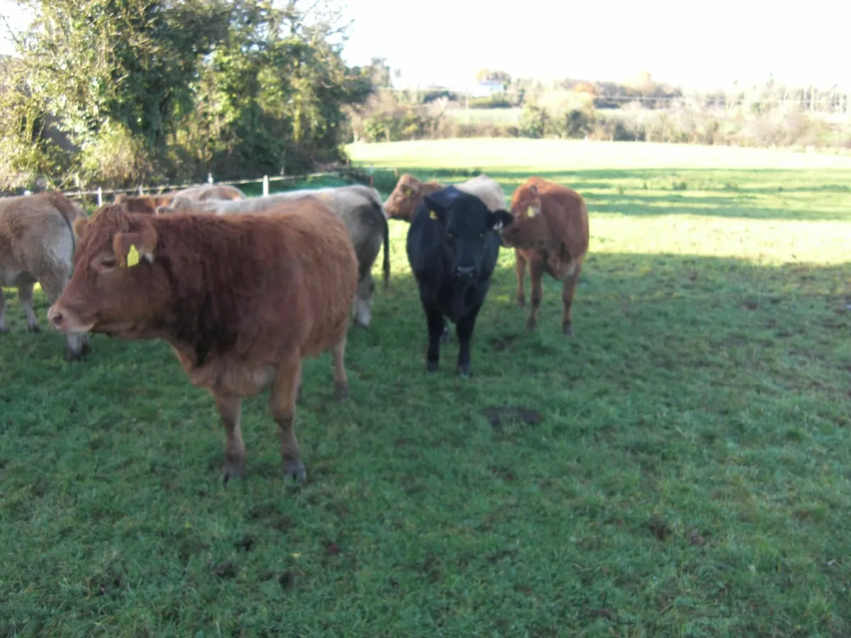 Seven Store Heifers for sale in Granard Mart - Image 4