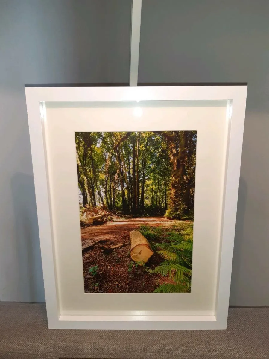 Ballyannan Woods, Midleton - Image 3