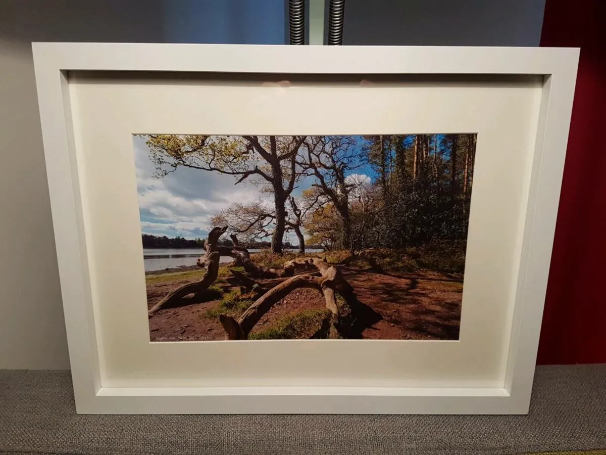 Ballyannan Woods, Midleton - Image 1