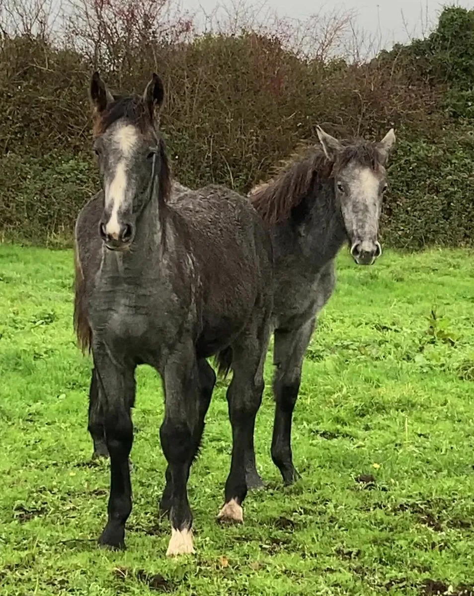 Irish Draught filly foals - Image 1