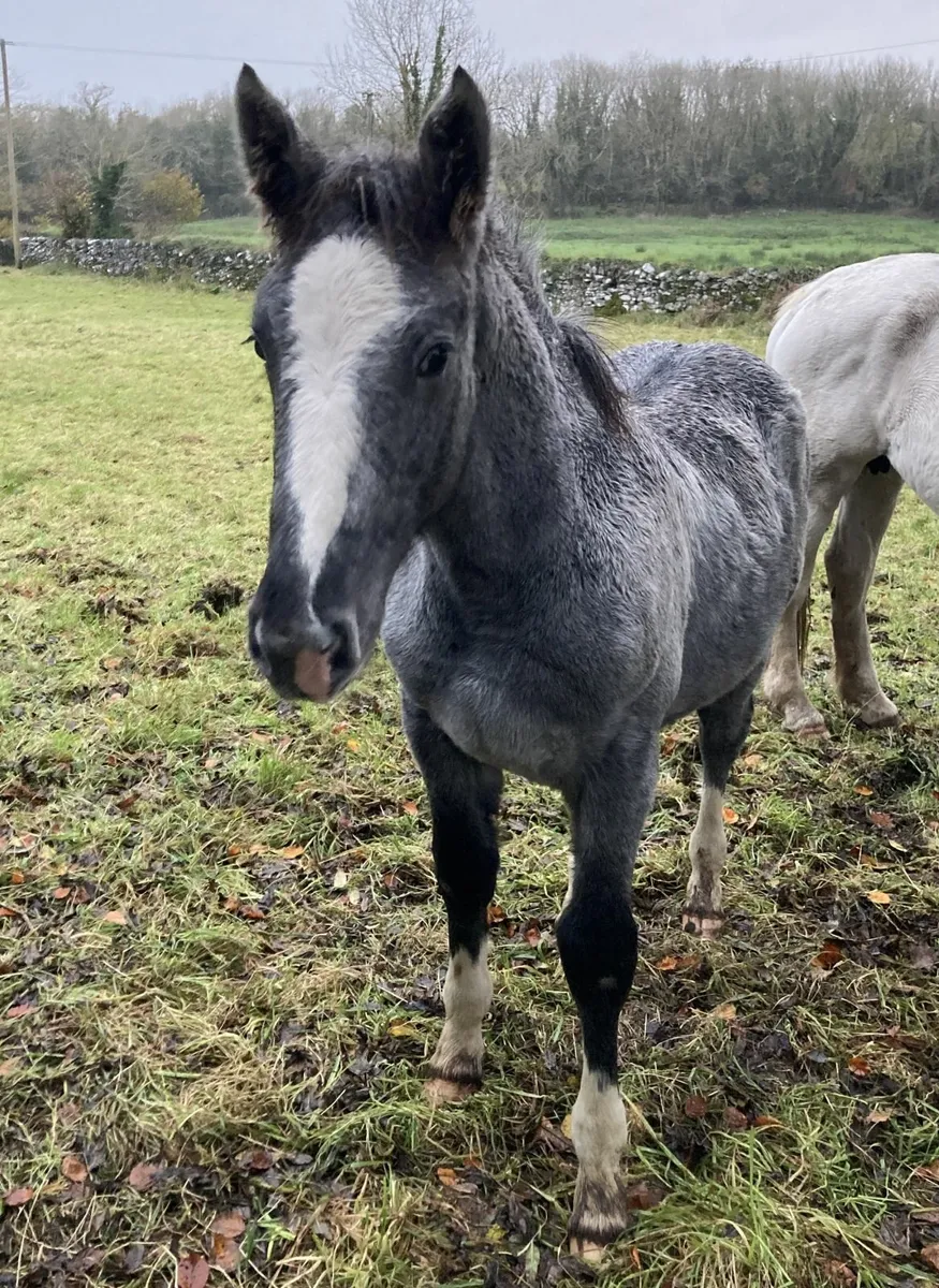 Irish Draught filly foals - Image 2