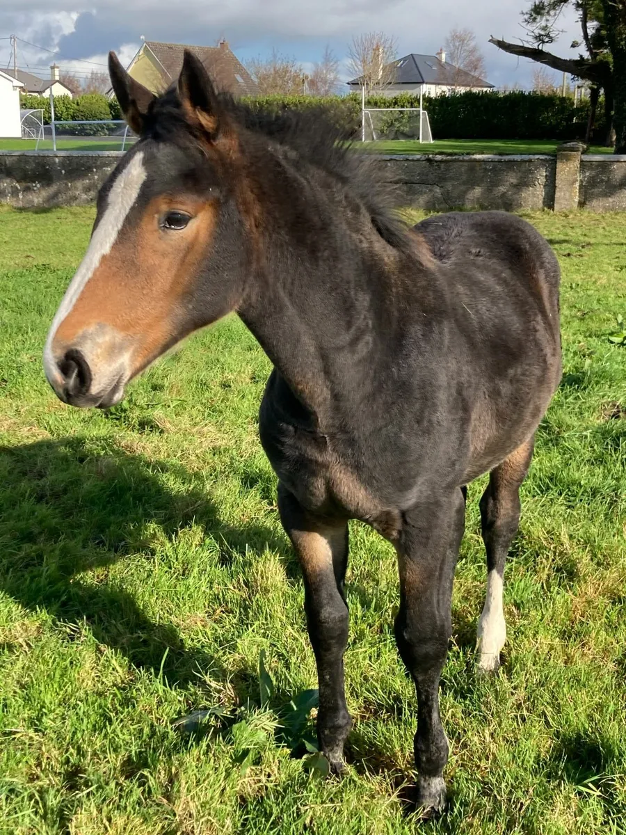Irish Draught filly foals - Image 3