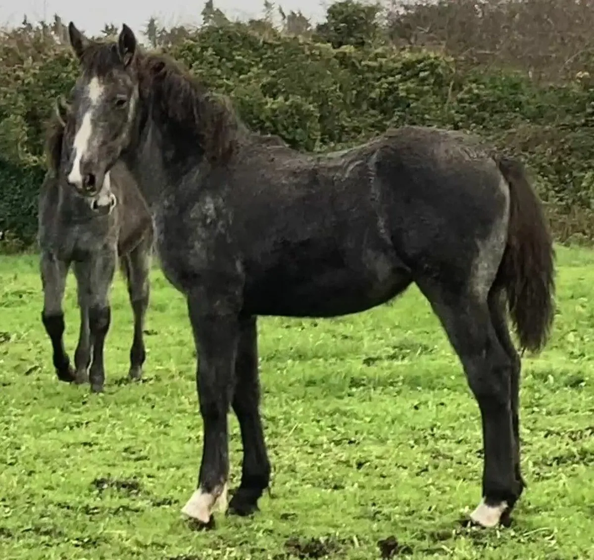 Irish Draught filly foals - Image 4
