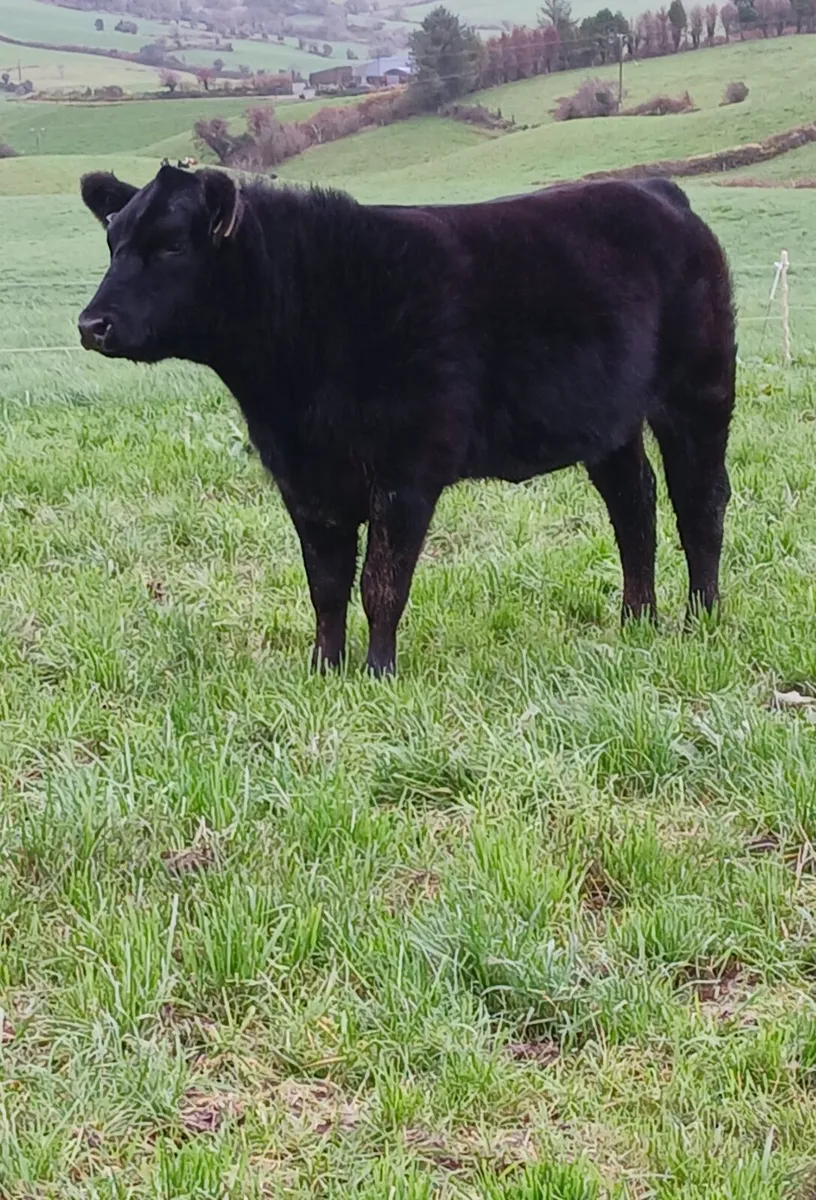 Pedigree Angus heifers - Image 2