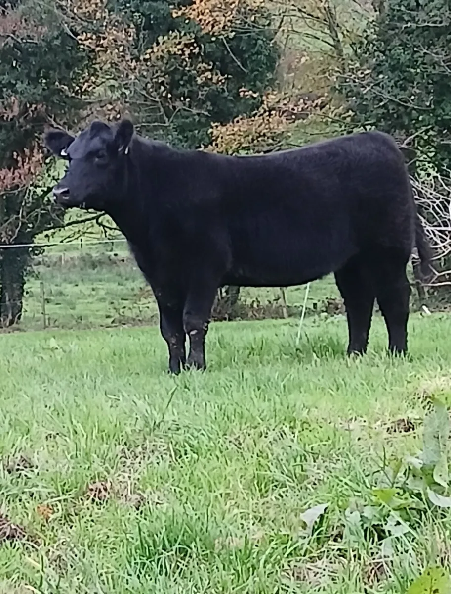 Pedigree Angus heifers - Image 3