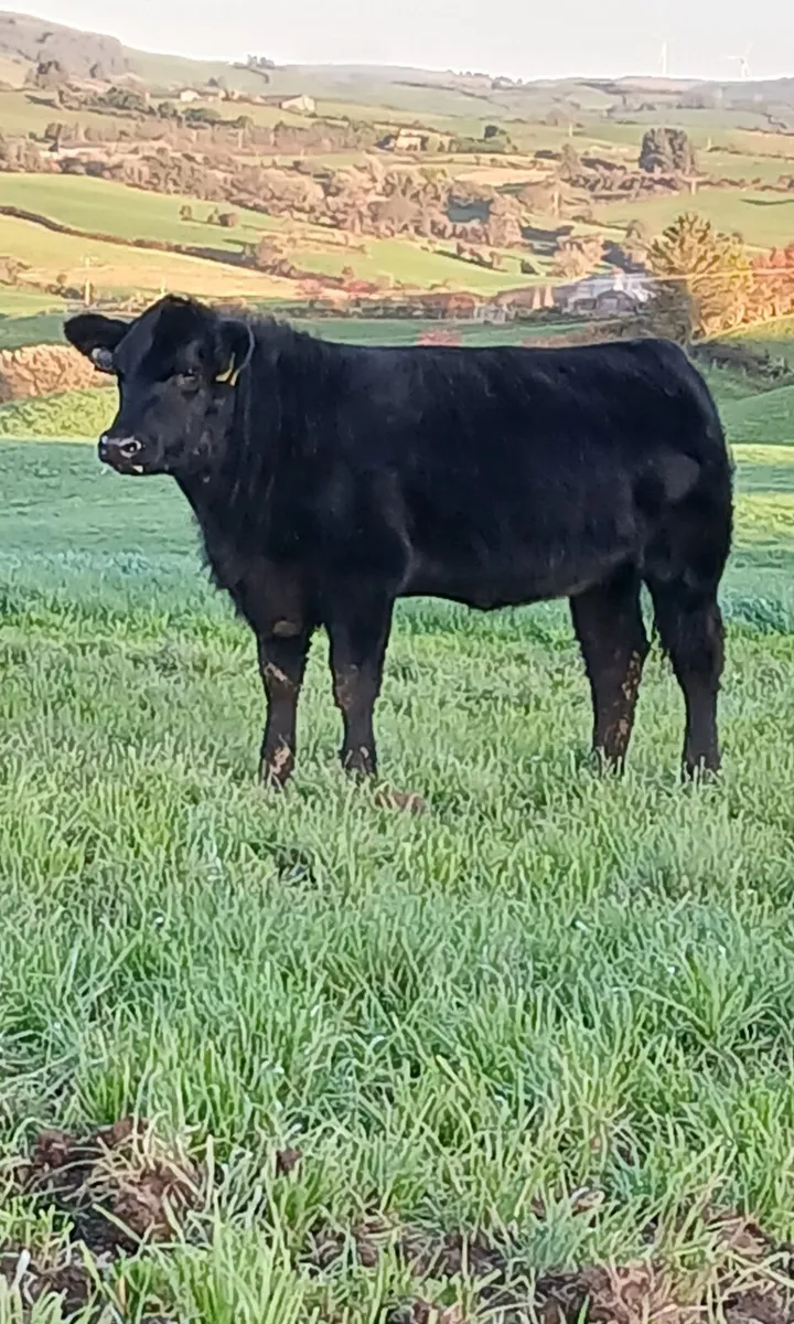 Pedigree Angus heifers - Image 4