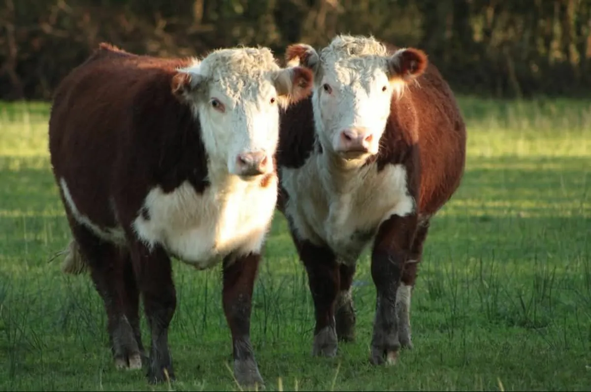 Pedigree Hereford Bulls and Heifers for sale. - Image 1
