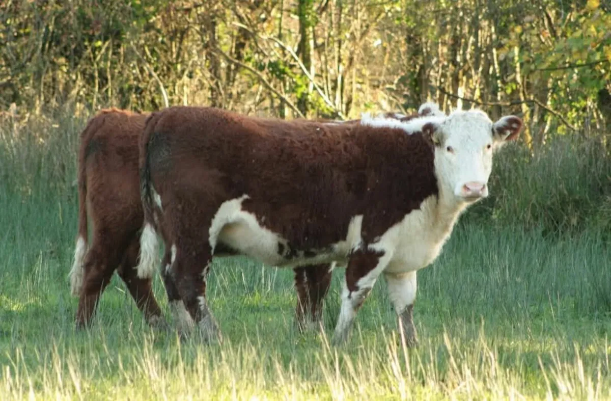 Pedigree Hereford Bulls and Heifers for sale. - Image 3