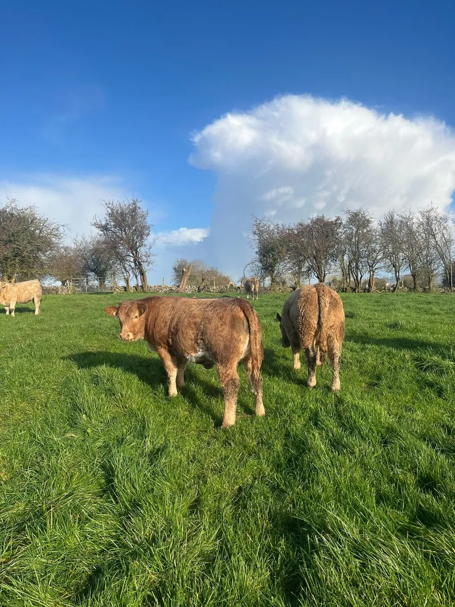 CHX Weanling Heifers for Roscommon Mart 04-11 - Image 1