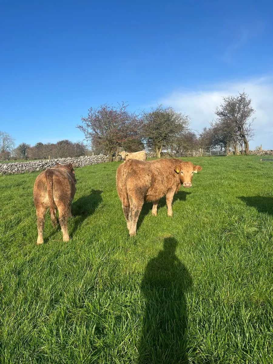CHX Weanling Heifers for Roscommon Mart 04-11 - Image 2