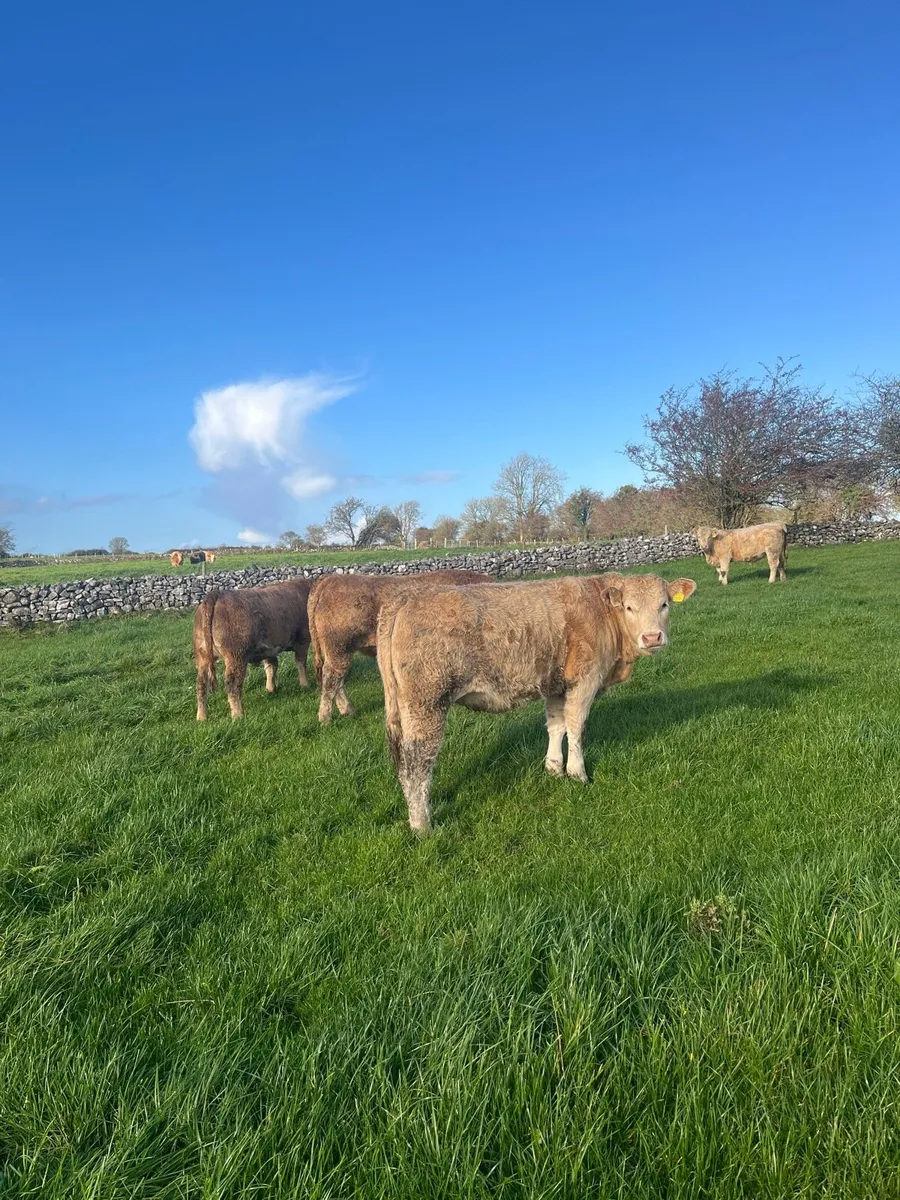 CHX Weanling Heifers for Roscommon Mart 04-11 - Image 3