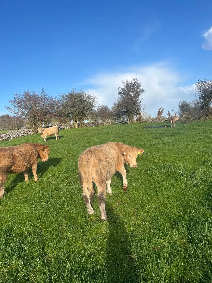 CHX Weanling Heifers for Roscommon Mart 04-11 - Image 4
