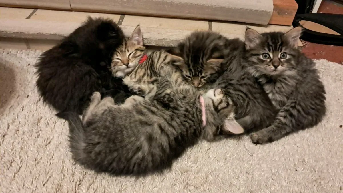 Long Haired Fluffy Kittens - Image 1