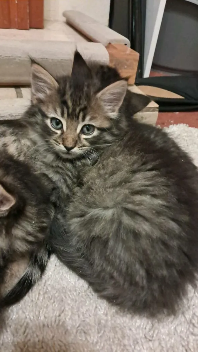 Long Haired Fluffy Kittens - Image 2